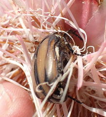 Trichostetha signata