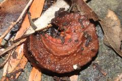 Chlamydephorus burnupi