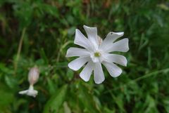 Silene latifolia