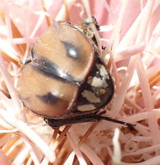 Trichostetha signata