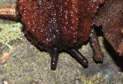 Chlamydephorus burnupi