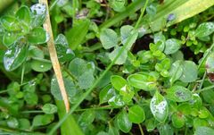 Thymus pulegioides