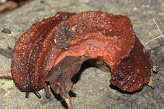 Chlamydephorus burnupi