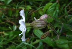 Silene latifolia