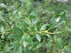Salix myrtillifolia