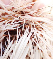 Chirodica