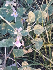 Proboscidea louisianica