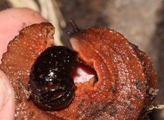 Chlamydephorus burnupi