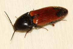 Ampedus apicatus
