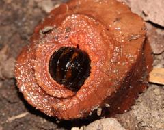 Chlamydephorus burnupi