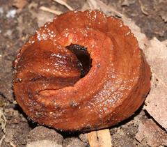 Chlamydephorus burnupi