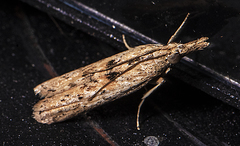 Macrorrhinia endonephele