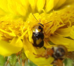 Cryptocephalus decemnotatus