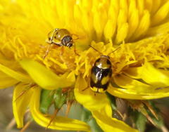 Cryptocephalus decemnotatus