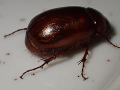 Schizonycha