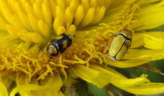 Cryptocephalus decemnotatus