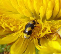 Cryptocephalus decemnotatus