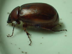 Schizonycha