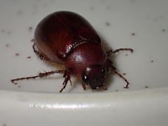 Schizonycha