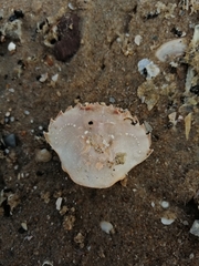 Liocarcinus holsatus