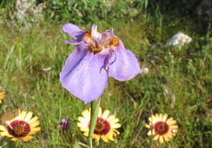 Moraea calcicola