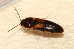 Ampedus areolatus