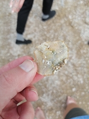 Liocarcinus holsatus