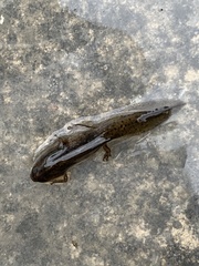 Lissotriton vulgaris