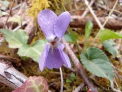 Viola alba dehnhardtii