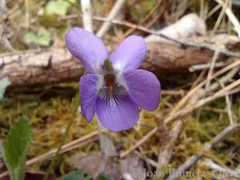 Viola alba dehnhardtii