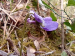 Viola alba dehnhardtii