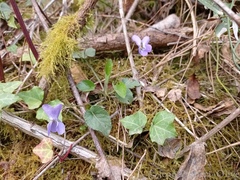 Viola alba dehnhardtii
