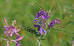 Aricia nicias