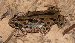 Kassina senegalensis