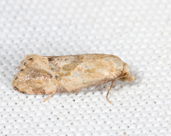 Platphalonidia magdalenae