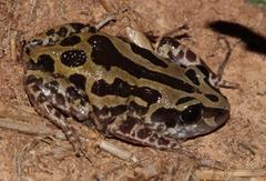 Kassina senegalensis