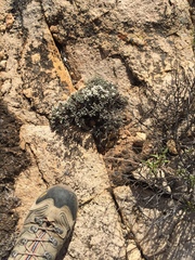 Eriogonum fastigiatum