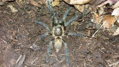 Pterinochilus lapalala