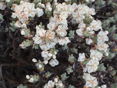 Eriogonum fastigiatum