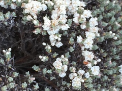 Eriogonum fastigiatum