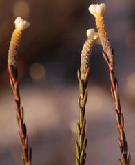 Lachnaea capitata
