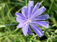 Cichorium intybus