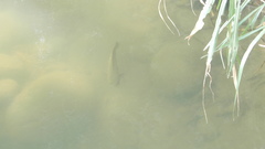 Channa striata