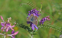 Aricia nicias