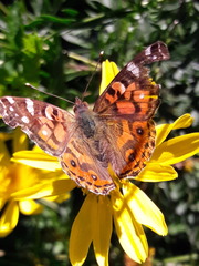 Vanessa braziliensis
