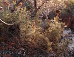 Senecio foeniculoides