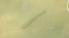 Channa striata