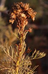 Senecio foeniculoides