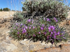 Astragalus humillimus