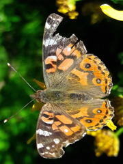 Vanessa braziliensis